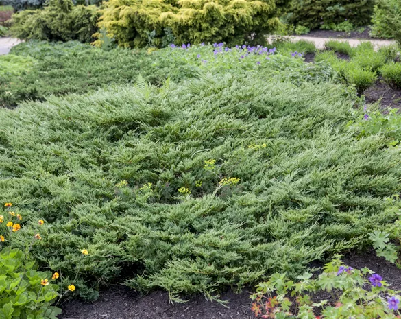 Juniperus horizontalis 'Hughes'