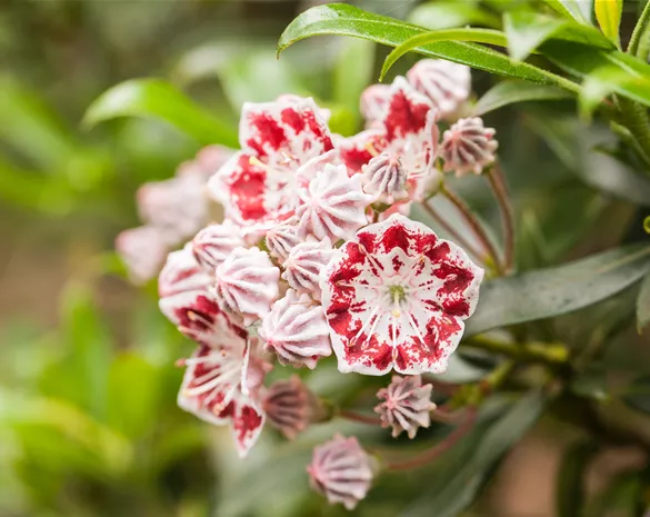Kalmia latifolia 'Pinwheel'