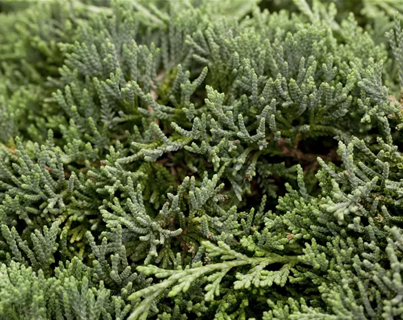 Juniperus horizontalis 'Icee Blue'®