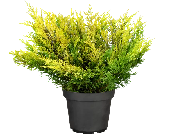 Juniperus horizontalis 'Limeglow'