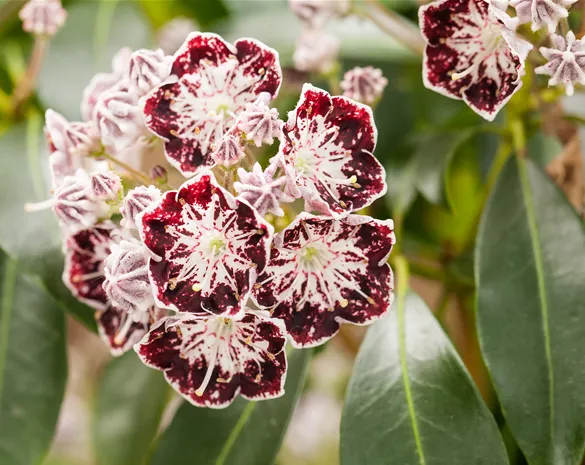 Kalmia latifolia 'Sterntaler'