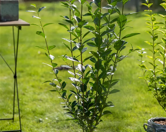 Ligustrum ovalifolium