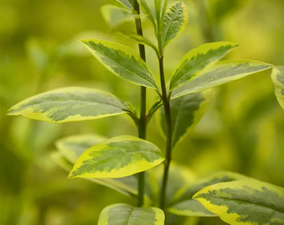 Ligustrum ovalifolium 'Aureum'