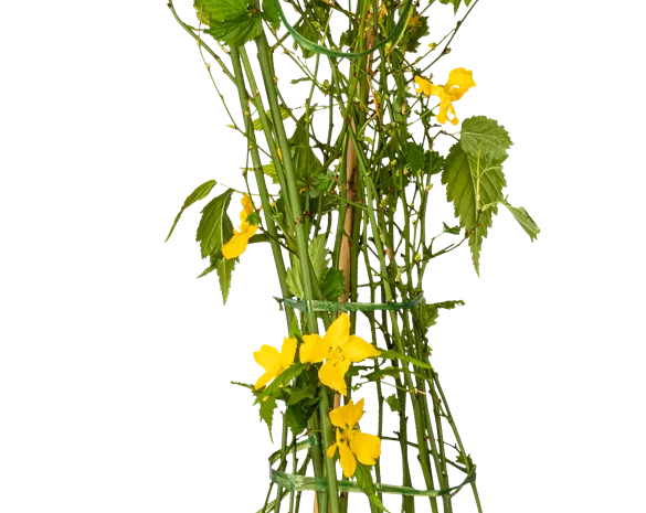 Kerria japonica 'Golden Guinea'