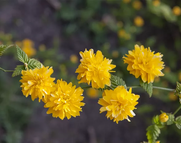 Kerria japonica 'Pleniflora'