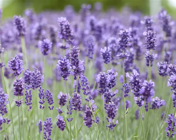 Lavandula angustifolia 'Hidcote'