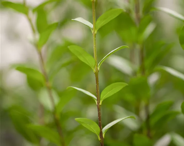 Ligustrum vulgare 'Atrovirens'