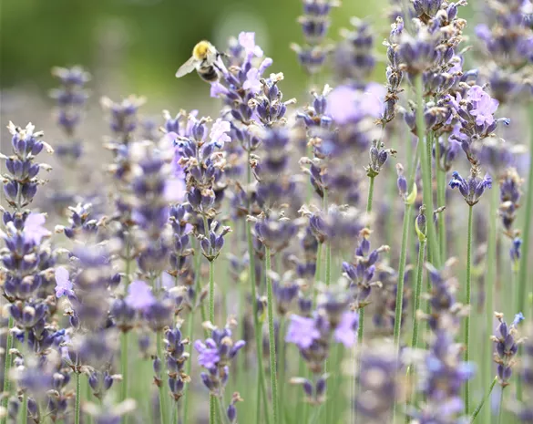 Lavandula angustifolia 'Munstead'