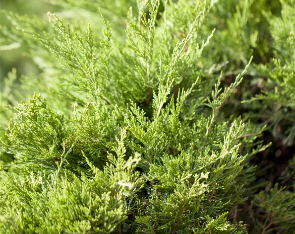 Juniperus media 'Mint Julep'