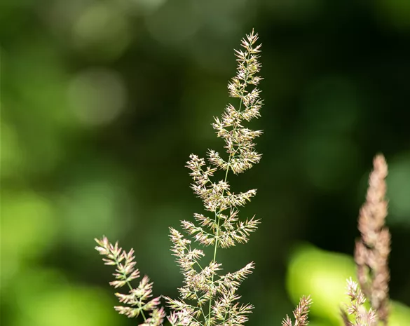 Koeleria glauca 'Coolio'