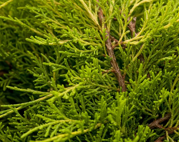 Juniperus media 'Old Gold'
