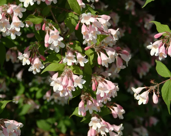 Kolkwitzia amabilis 'Pink Cloud'