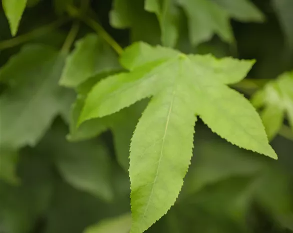 Liquidambar styraciflua 'Gum Ball'