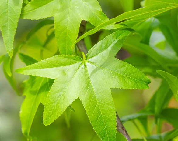Liquidambar styraciflua 'Slender Silhouette'