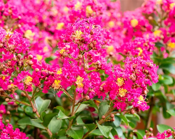 Lagerstroemia 'Berry Dazzle' ®