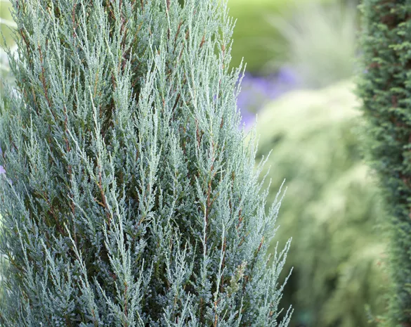 Juniperus scopulorum 'Blue Arrow'