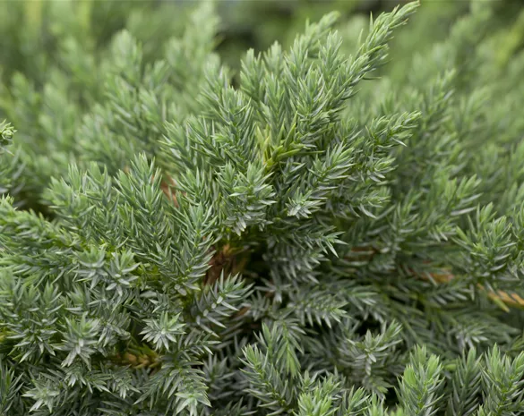 Juniperus squamata 'Blue Carpet'