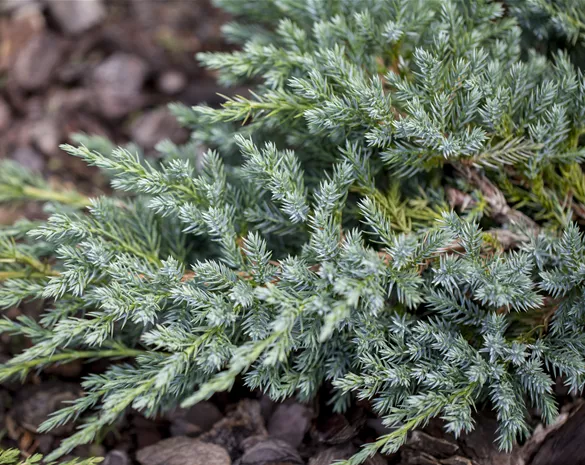 Juniperus squamata 'Blue Swede'