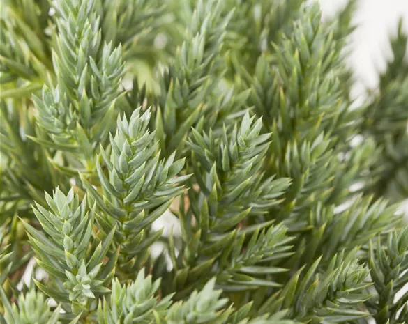 Juniperus squamata 'Blue Star'