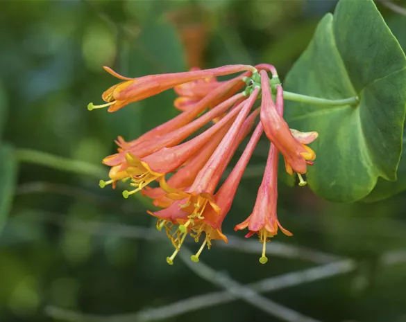 Lonicera brownii 'Dropmore Scarlet'