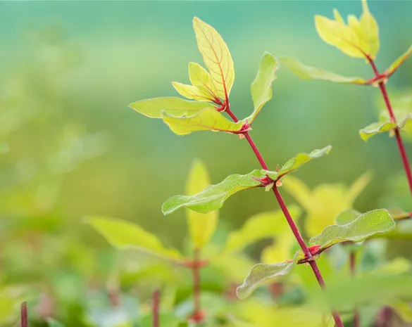 Lonicera caerulea kamtschatica
