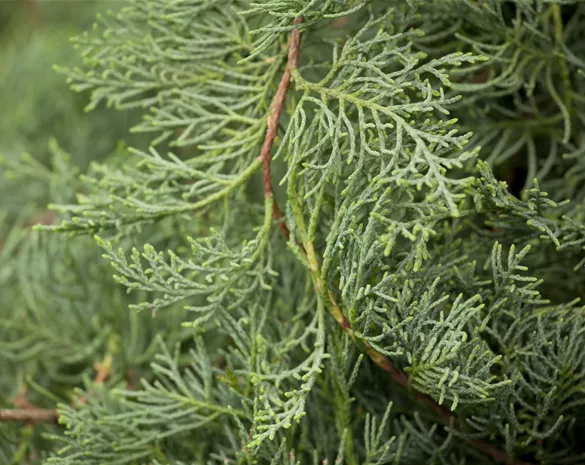 Juniperus virginiana 'Grey Owl'