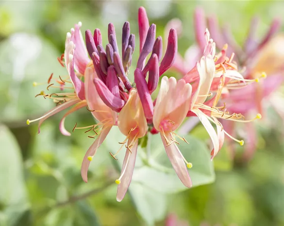 Lonicera caprifolium