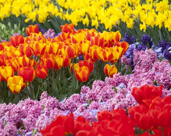Blumenzwiebeln als Highlight bei der Gartengestaltung