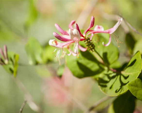 Lonicera heckrottii 'Goldflame'