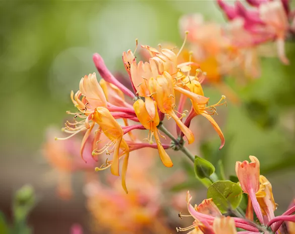 Lonicera heckrottii 'American Beauty'
