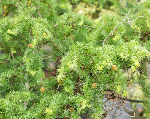Larix kaempferi 'Diana'