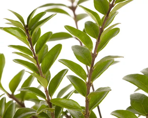 Lonicera nitida 'Maigrün'