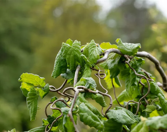 Beliebte Laubgehölze für den eigenen Garten