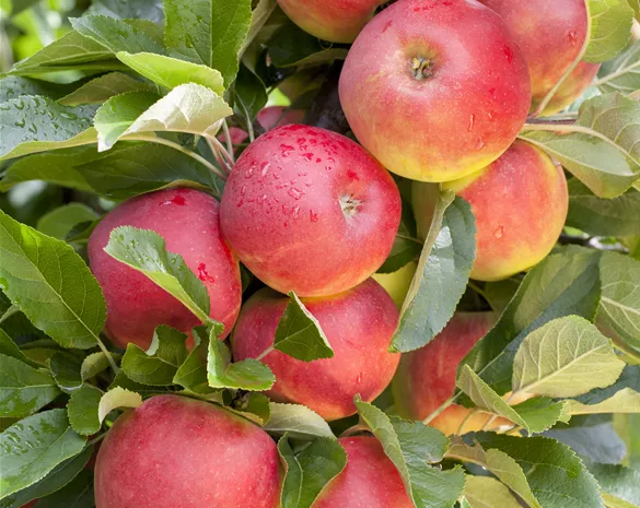 Malus domestica 'Elstar'