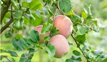 Apfel
