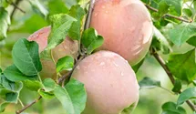 Apfel