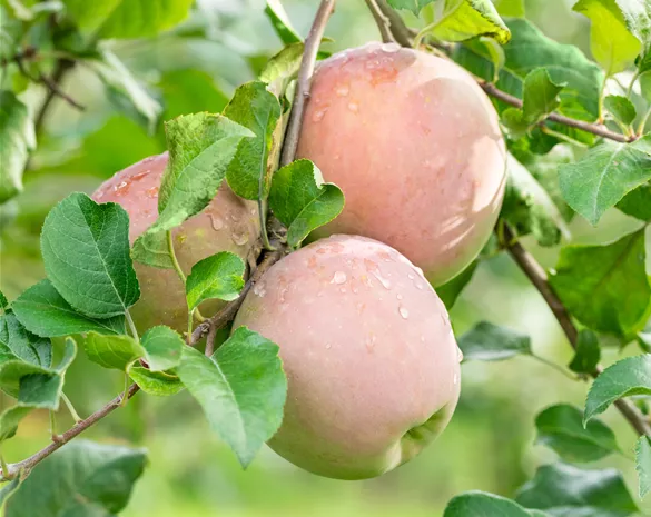 Malus domestica 'Fuji'
