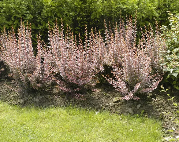 Berberitzen bereichern den Garten in jeder Hinsicht