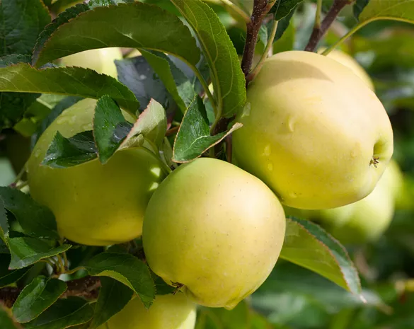 Malus domestica 'Golden Delicious'