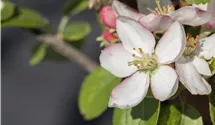 Apfel