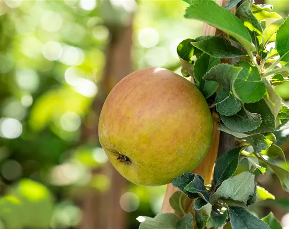 Malus domestica 'Goldparmäne'