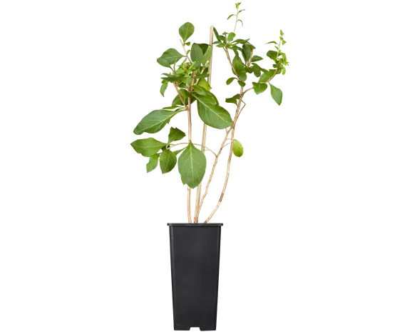 Lycium 'Instant Success' ®