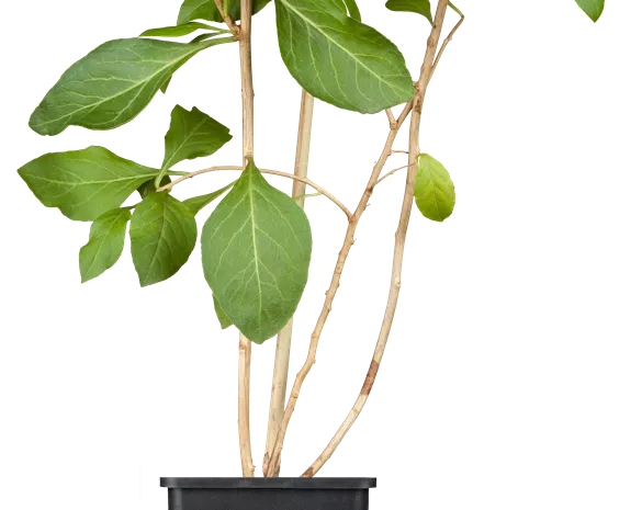 Lycium 'Instant Success' ®