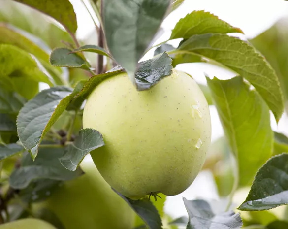 Malus domestica 'Klarapfel'