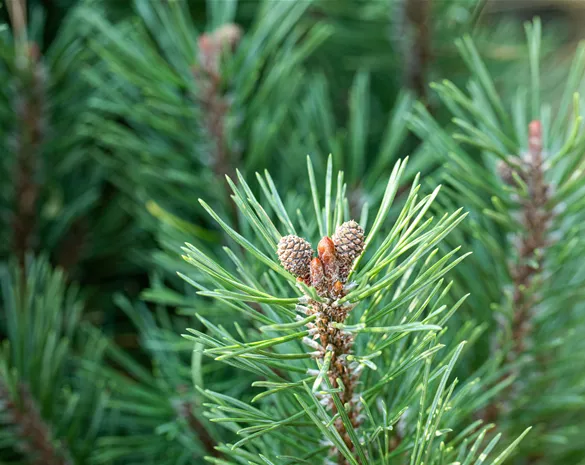 Die passenden Nadelgehölze für jeden Standort im Garten