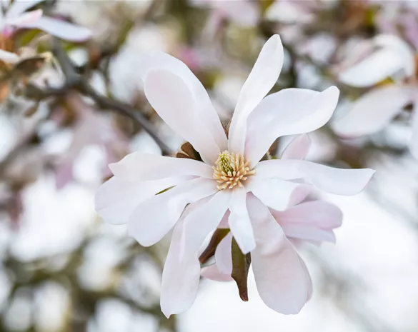 Frühblühende Gehölze zum Start ins neue Gartenjahr
