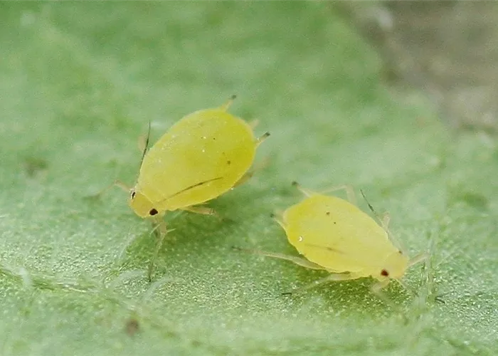 Schädlinge im Garten richtig erkennen und bekämpfen