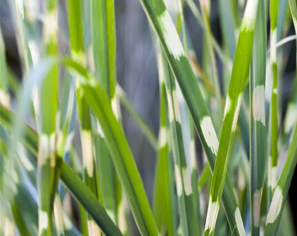 Miscanthus sinensis 'Strictus'