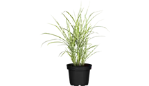 Stachelschweingras