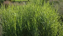 Stachelschweingras